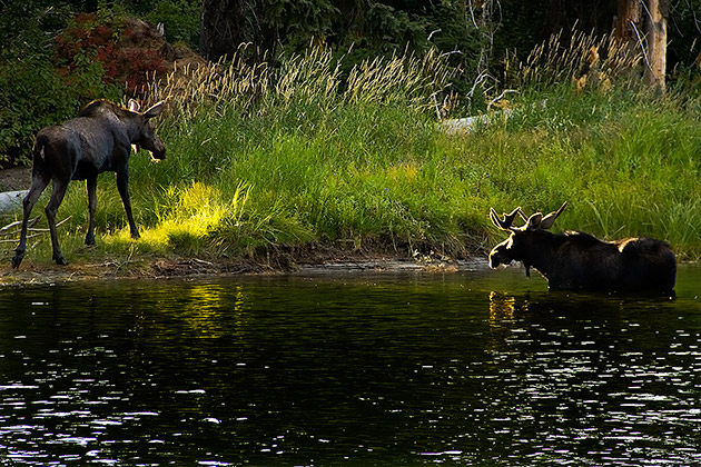 Moose Idaho Payette River