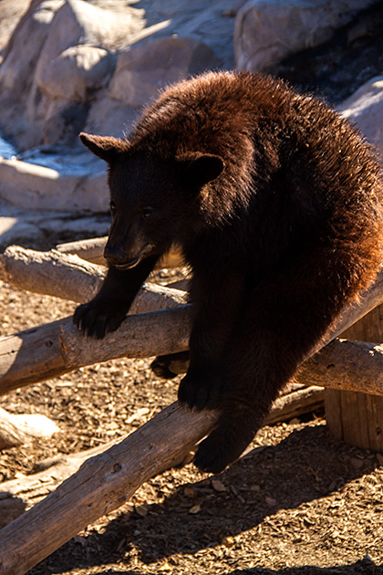 Drunk Bear