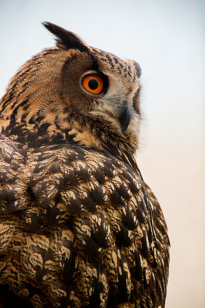 Read more about the article The World Center for Birds of Prey