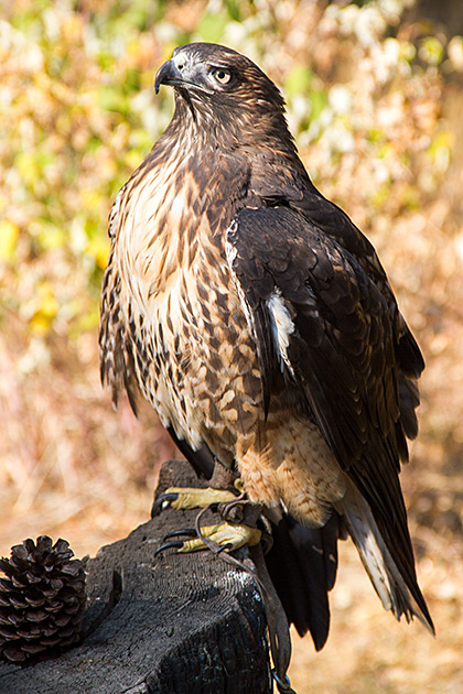 Read more about the article The Snowdon Wildlife Sanctuary