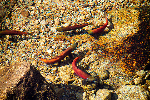 Read more about the article Sockeye Salmon and Other Idahoan Rarities