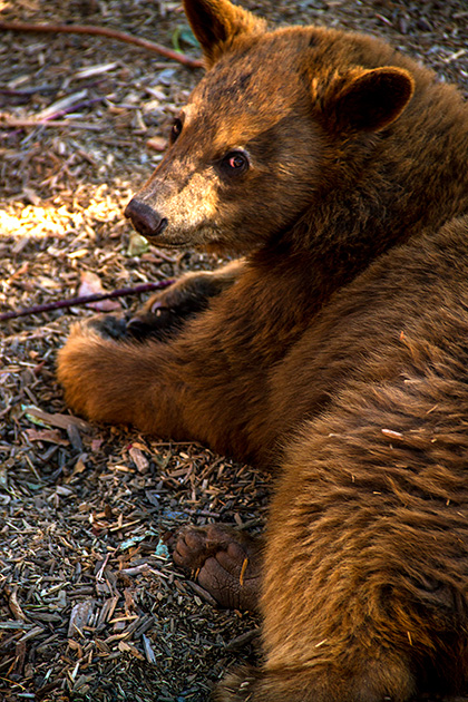 Read more about the article Yellowstone Bear World