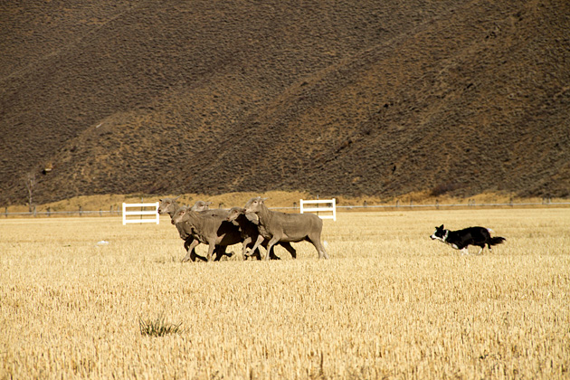 Read more about the article The Folklife Fair & Sheepdog Trials